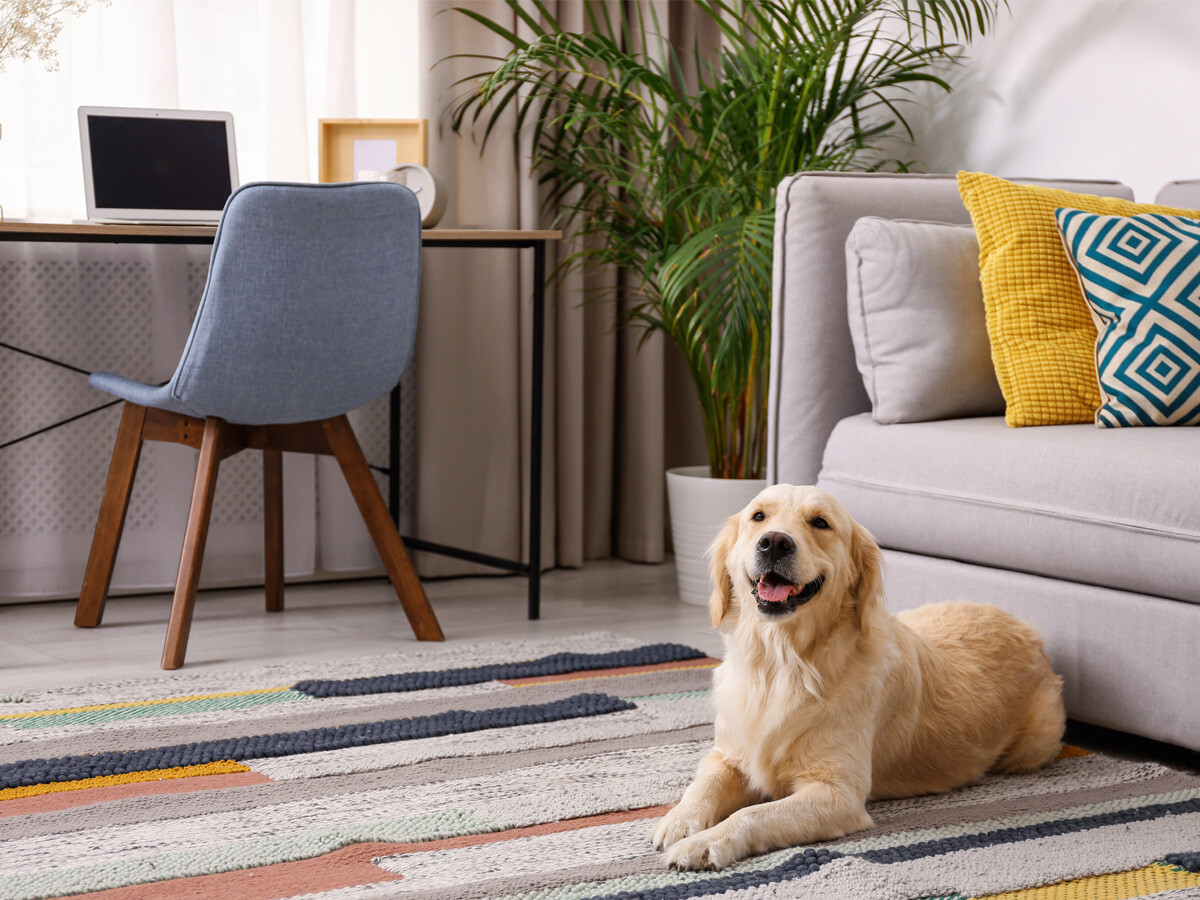 keeping your home clean even with the presence of cats and dogs